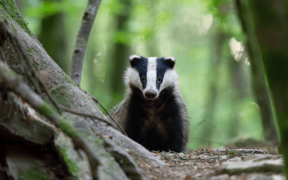 La Suite Montagne-NUIT EN CHAMBRE BLAIREAU La Suite Montagne-NUIT EN CHAMBRE BLAIREAU