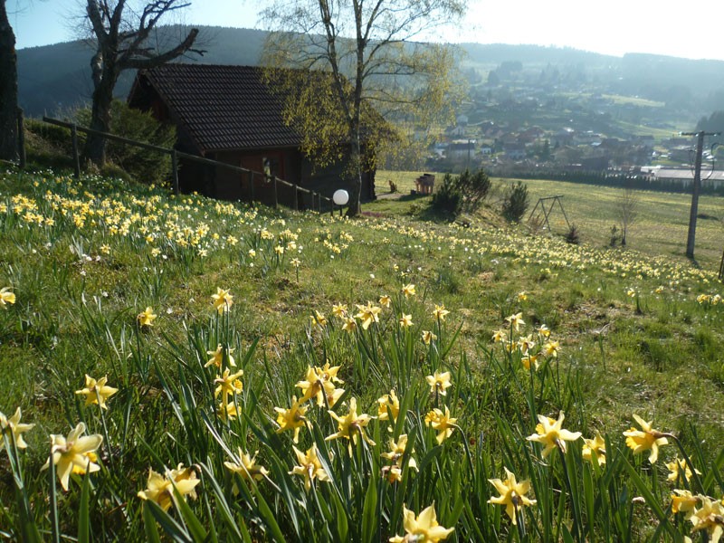 gm028-jonquilles-322281