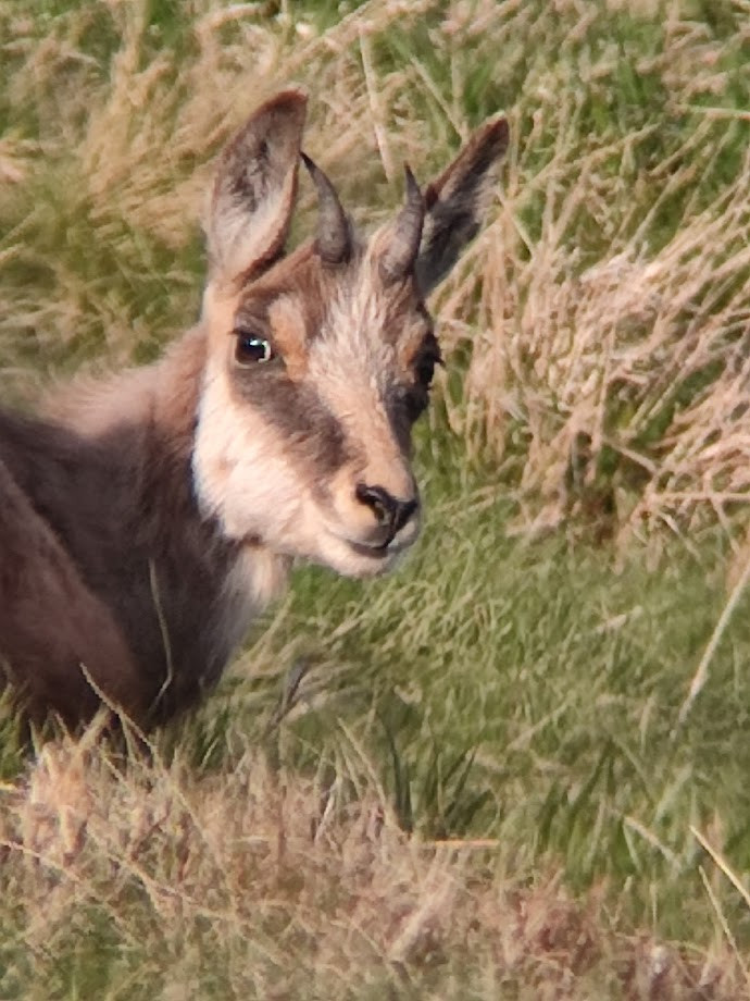 observation-chamois-1248973