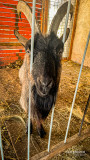 g0496-bouc-1334355