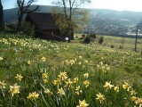 gm028-jonquilles-322281