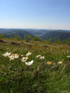 0035de75326a3e396ad6cee3413deebe-1406873