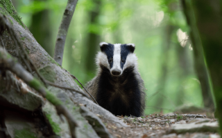 La Suite Montagne-NUIT EN CHAMBRE BLAIREAU