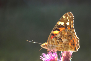 af407fc53e89c6daecad2116c9d5e3ae-1406872