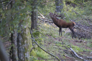 cerf-brame-bd-1241121