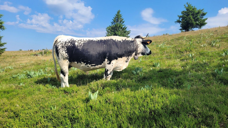 5651136937-1419924 5651136937-1419924