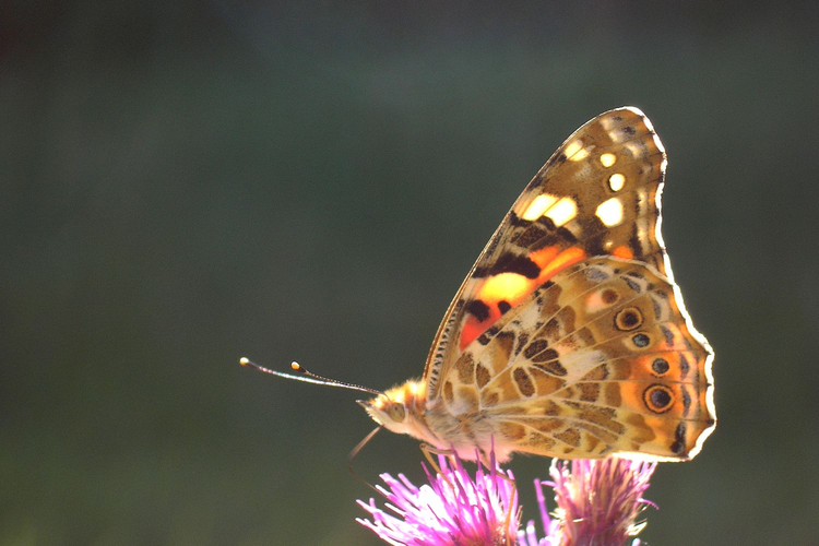 af407fc53e89c6daecad2116c9d5e3ae-1406872