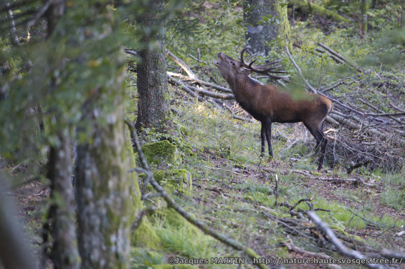 cerf-brame-bd-1241121