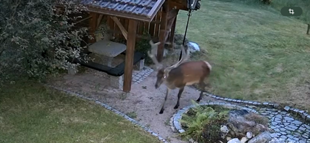 cerfs-1388880 cerfs-1388880