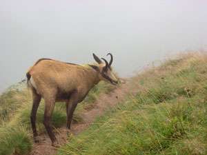 chamois-045-2471