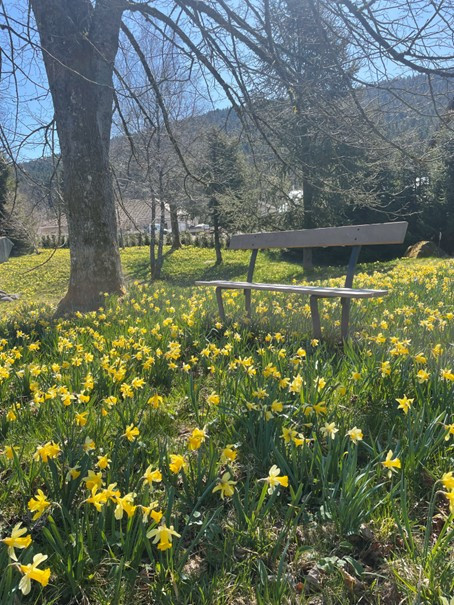 jonquilles-du-pr-1388927 jonquilles-du-pr-1388927