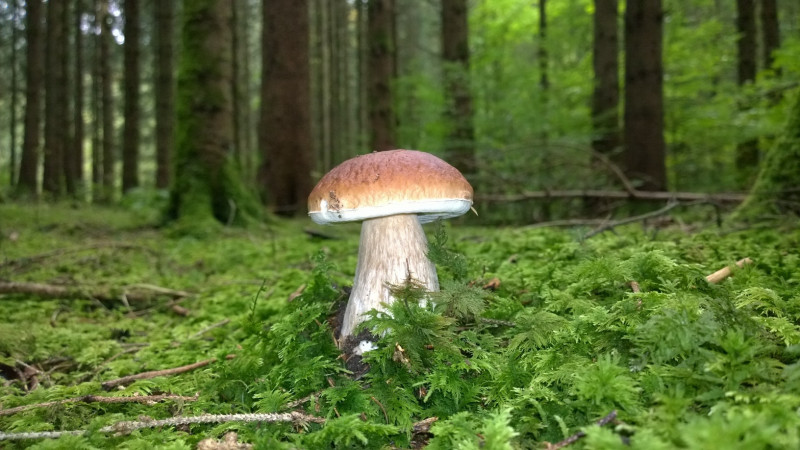 wp-20170923-011-1241125